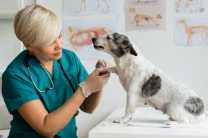 Basics of Pet Care
