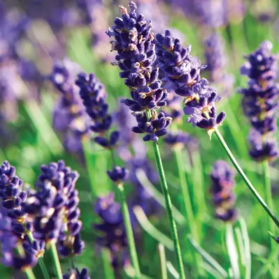 Lavender (Bulgarian) Pure Essential Oil - 17mL & 60mL sizes | Fair Trade + Ethically Sourced | Size: 17mL