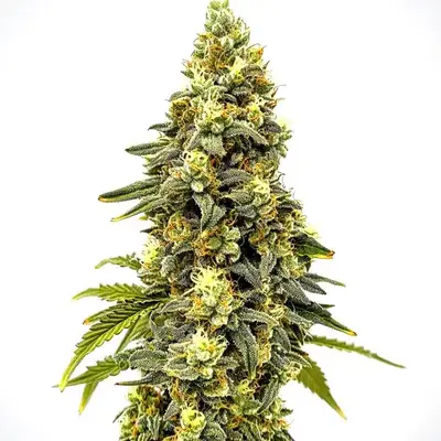 Critical Jack Auto - Seeds Pack: 3-seeds