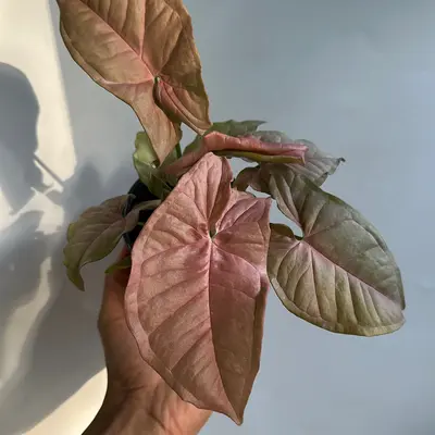 Syngonium Neon pink 4\