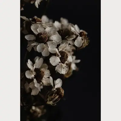 Founders Collection - 7 | Size: 32