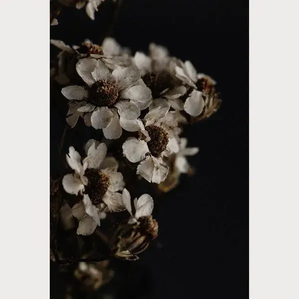 Founders Collection - 7 | Size: 32