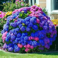 30pcs Blue Pink Purple Hydrangea Seeds – Stunning Perennial Blooms for a Vibrant Garden