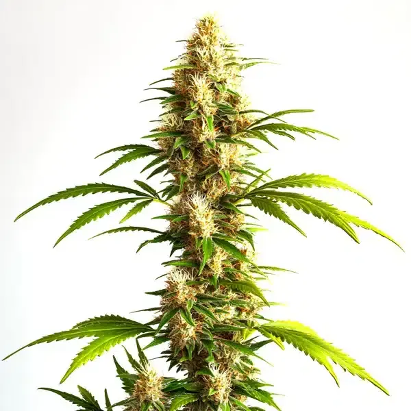 Critical 2.0 Auto - Seeds Pack: 6-seeds