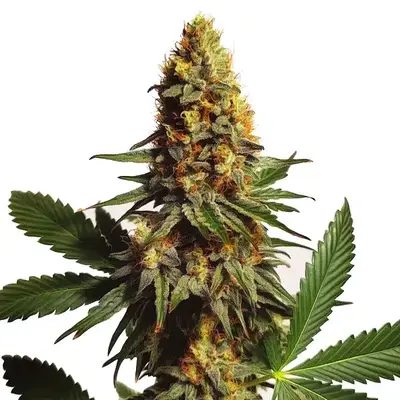 Ak x Somango Auto - Seeds Pack: 3-seeds