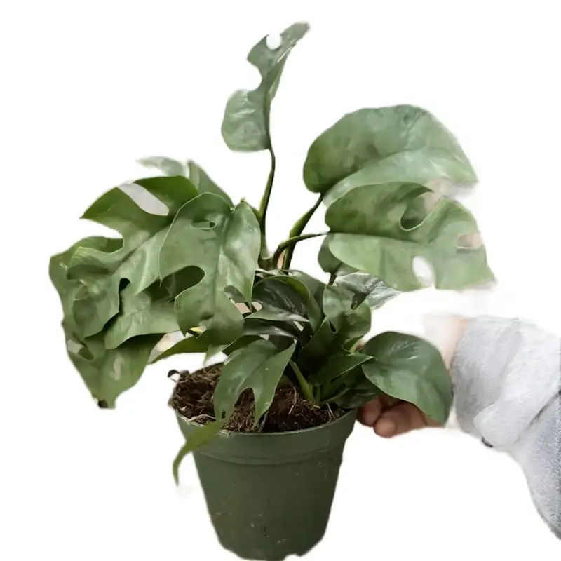 Mini Monstera Minima Raphidophora Tetrasperma 4 inch pot