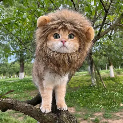 Cat Lion Headdress Costumes, Lion Head Designed Pet Hat, Cute Cat Costume Accessory