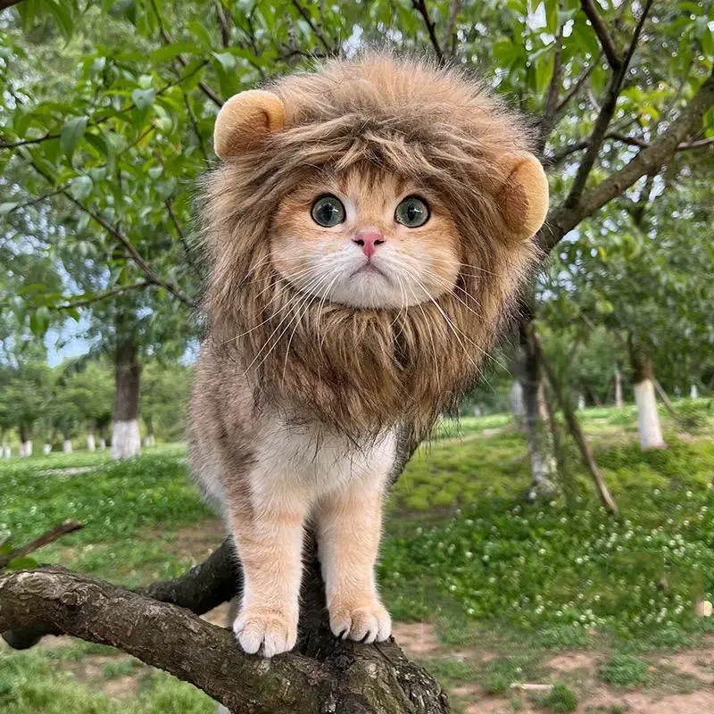 Cat Lion Headdress Costumes, Lion Head Designed Pet Hat, Cute Cat Costume Accessory