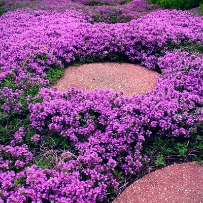 Wisteria Thyme Seeds - 1000 Pack - Non Genetically Modified - Hardy Ground Cover - All Seasons Planting - Full Sun Exposure -...