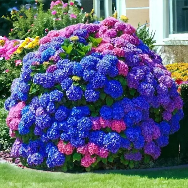 25 Seeds Blue Pink Purple Hydrangea Seed Flower Perennial
