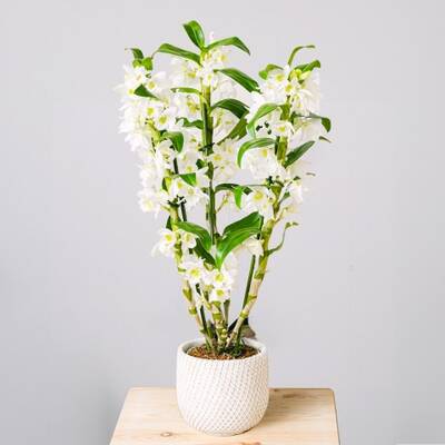 Dendronium white