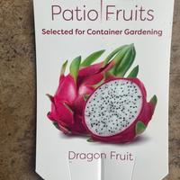 Dragon Fruit Patio Cactus - Low Maintenance and Compact Size for Any Home Improvement Garden