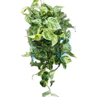 Special XL Snow Queen Pothos