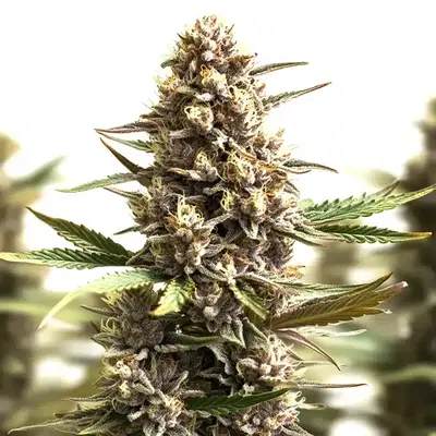 Sunset Sherbet Auto - Seeds Pack: 3-seeds