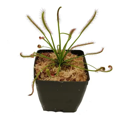 Cape Sundew Seeds - Drosera capensis - Bug-Eating Carnivorous Plants - Germination Tested - 4.5\