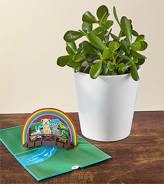 Jade Succulent and Rainbow Bridge Lovepop Pop - Up Card - FedEx