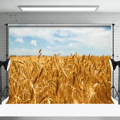Golden Wheat Field Blue Sky Summer Photo Backdrop - Aperturee
