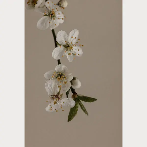 Branches and Blossoms - 1 | Size: 16