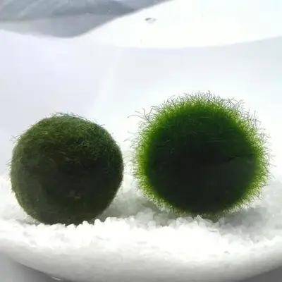 Large 1.5cm Marimo Moss Ball in Exploding Period - Round and Grow Slow - Japanese Algae Ball Plants for beginner carefree pla...