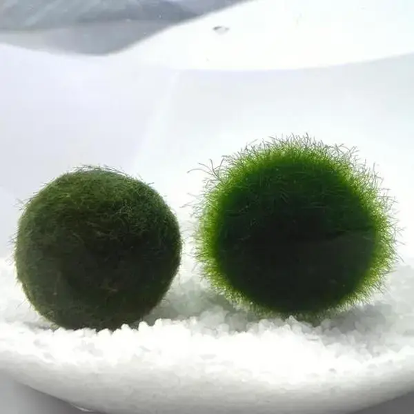 Large 1.5cm Marimo Moss Ball in Exploding Period - Round and Grow Slow - Japanese Algae Ball Plants for beginner carefree pla...