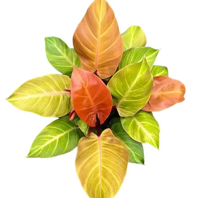 Xl Philodendron Prince of Orange 8 pot House Plant - Unique Leaves, Easy Care Requirements, Ideal for Beginners, Indoor Hom...