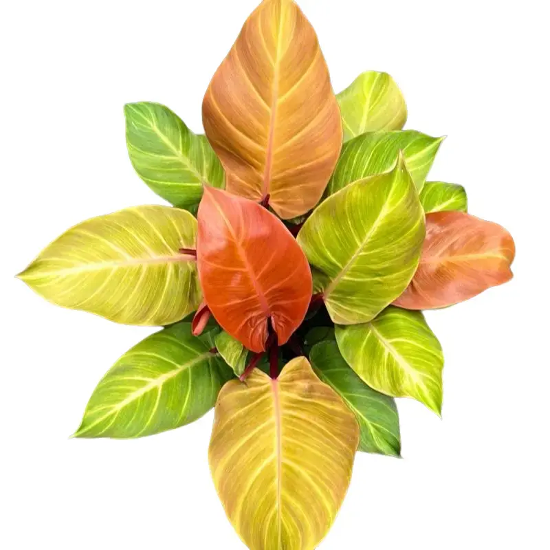 Xl Philodendron Prince of Orange 8 pot House Plant - Unique Leaves, Easy Care Requirements, Ideal for Beginners, Indoor Hom...