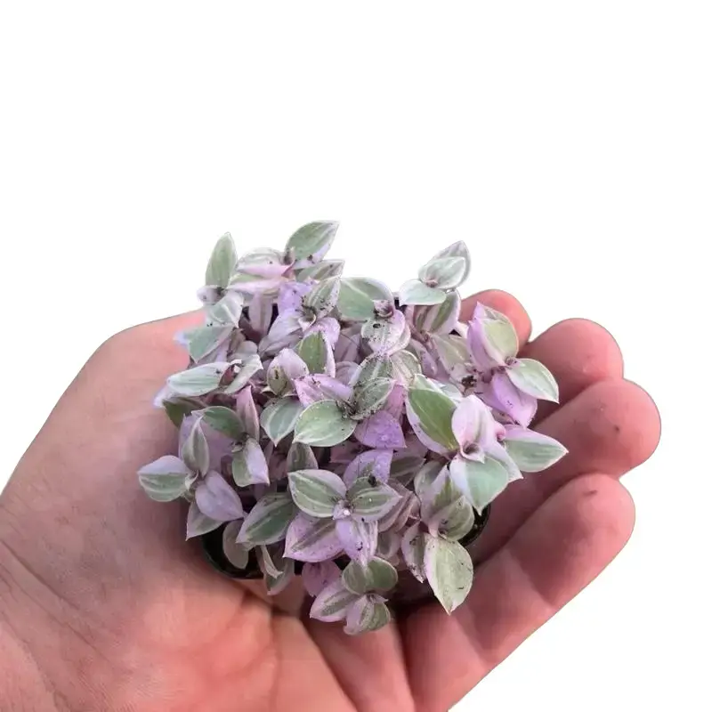 Pink Panther Plant (Mini Size) | Houseplant | 2”