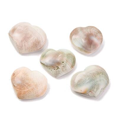 Natural Shiva Eye Shell Cabochons