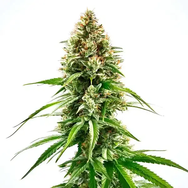 Cinderella 99 x Blueberry - Seeds Pack: 50-seeds