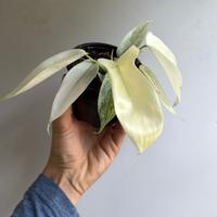 Philodendron Florida Ghost 4\