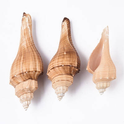 Natural Conch Shell Beads