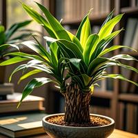Live Brazilian Wood Plant with Tray & Bonus Figurine – Easy-Care Indoor Plant for Luck, Style & Gift-Giving