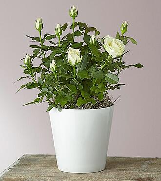 Pure and True White Roses - FedEx