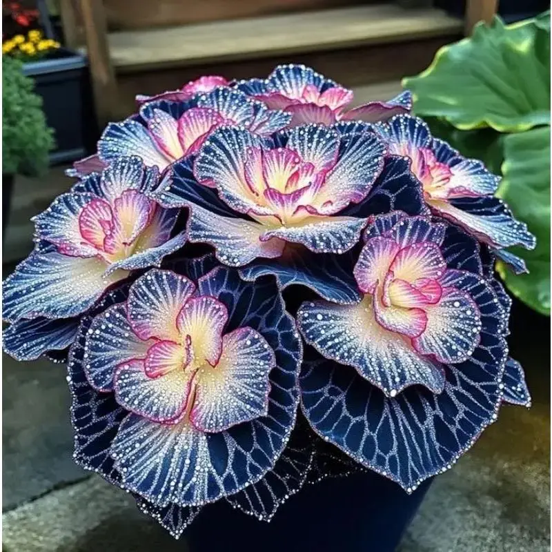 800 Rare Seeds Perennial Shade-Loving Plant for Outdoor Garden Borders