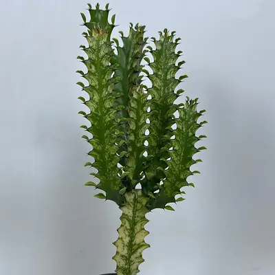 Variegated Euphorbia Trigona 4\