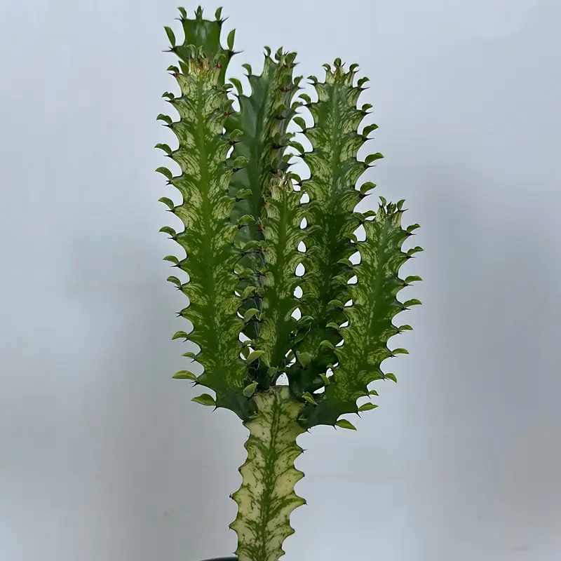 Variegated Euphorbia Trigona 4\