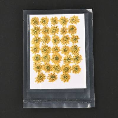 Pressed Dried Flowers