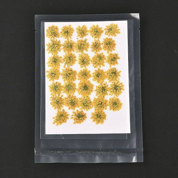 Pressed Dried Flowers