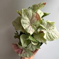 Syngonium Milk Confetti 6\