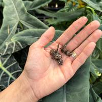 Alocasia Corm Seeds - Unique Seeds for Alocasia Collection from Soil or Moss for Potential Growth