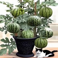 50 PCS - Super crimson Sweet Watermelon Seed Thin Skin - Growing Quickly, Perfect for Potting - Balconies and Gardens