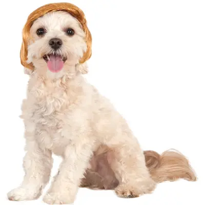 Pawlitical Billionaire Wig Pet Costume - S/M