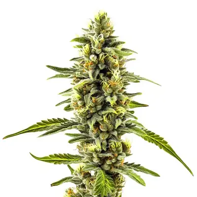 CBD Diesel x Gorilla (1:1) - Seeds Pack: 100-seeds