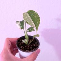 2” Monstera Thai Constellation starter plant,2\