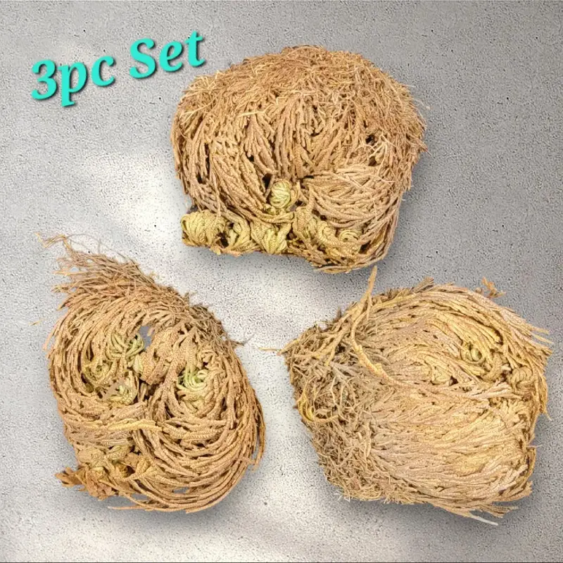 3pc Rose of Jericho Set, also known as the Resurrection Plant