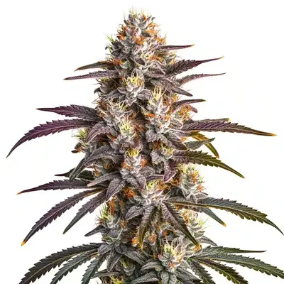 Blueberry x GG4 - Seeds Pack: 100-seeds