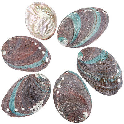 Mini Natural Abalone Shell Decorations