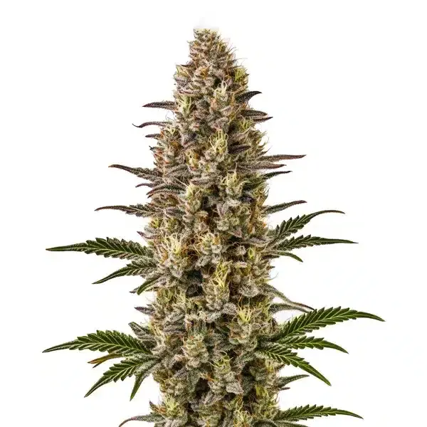 Gelonade - Seeds Pack: 3-seeds