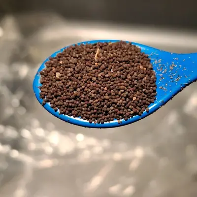 Pink Pepperbox Poppy Seeds - Approximately 3,000 Seeds, Pink Color