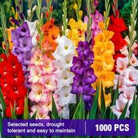 Mixed Gladiolus seeds, mix of colors, butterflies and hummingbirds - can be used as cut flowers - perennial, suitable for gar...